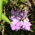 Dianthus amurensis